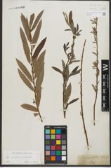Foto von Salix purpurea L. x Salix viminalis L.
